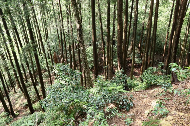 西ノ丸曲輪より。緑の隙間に何かが見える（気がする）。