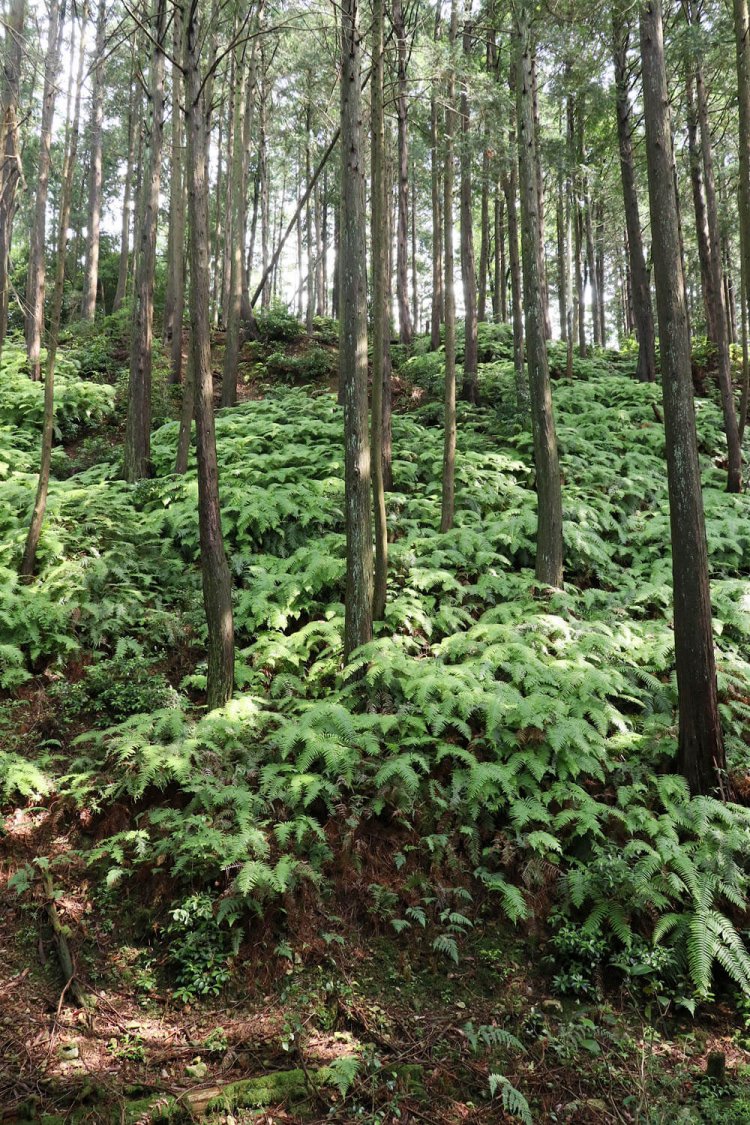 急斜面の中間あたりに先程の西ノ丸曲輪がある。