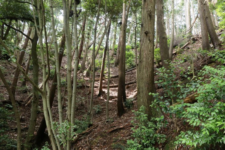はるか頭上に三の丸を見上げる。