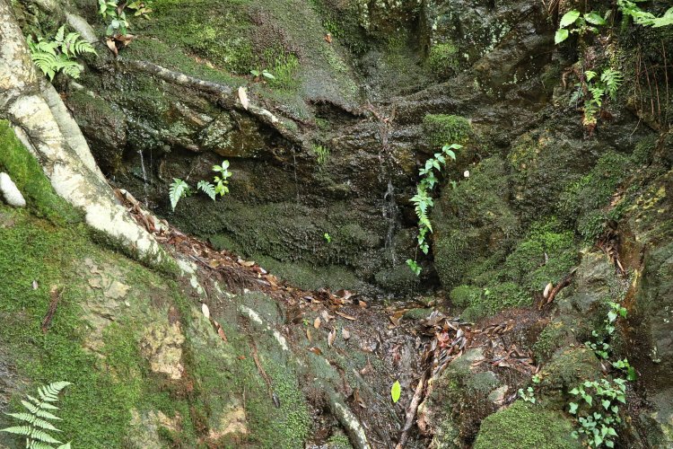 岩盤の隙間からしたたり落ちる清水。