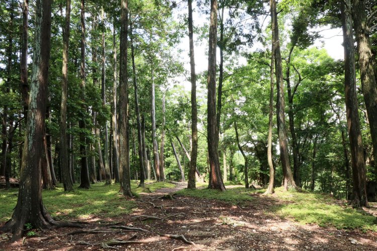 本丸内部。平坦で細長く広がっている。