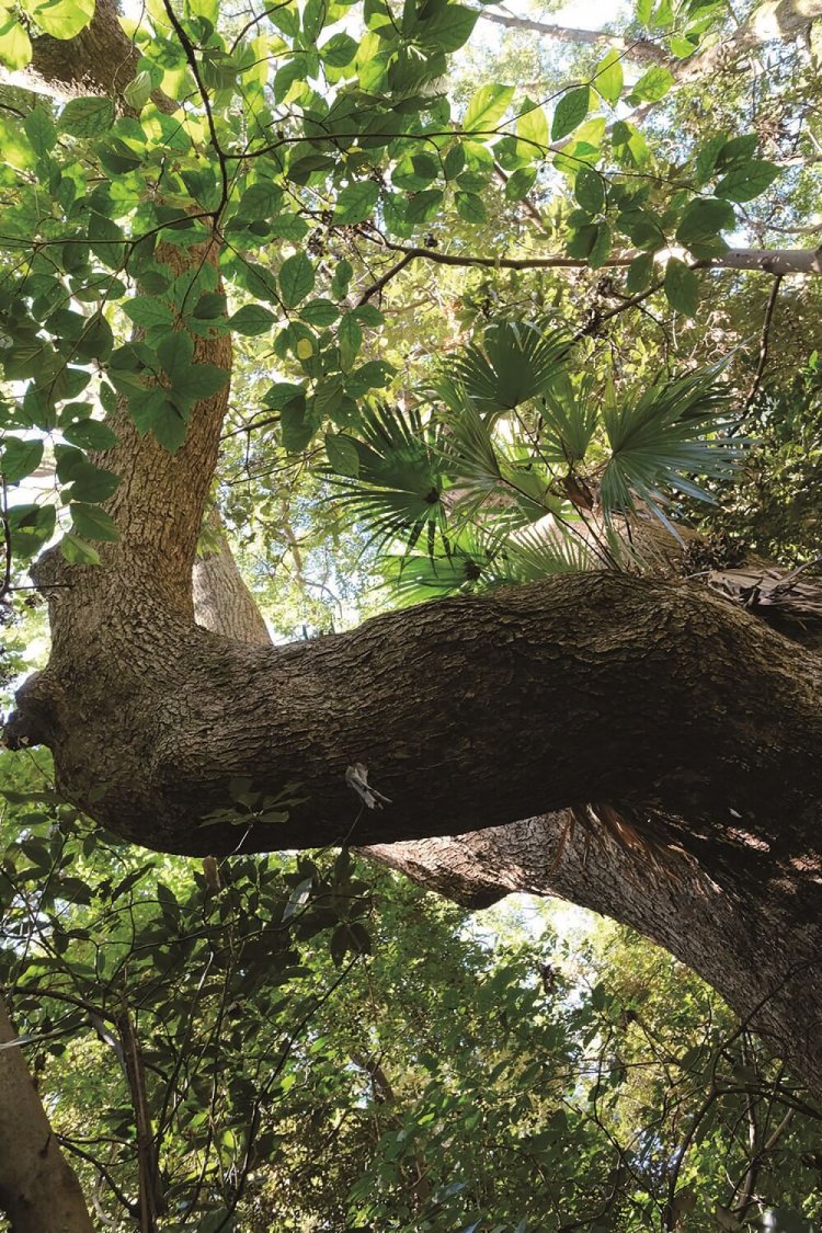 森はクスノキ、スダジイなどの照葉樹とクロマツ、アカマツなどのマツが多い。写真はクスノキ。