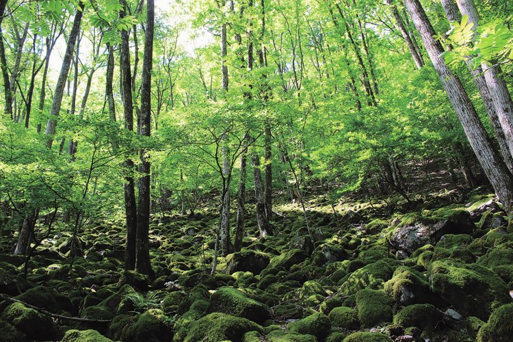 ウノタワに行く途中にある見事な苔。苔の生育には水が豊富にあり風があまり吹かない場所がいいとか。