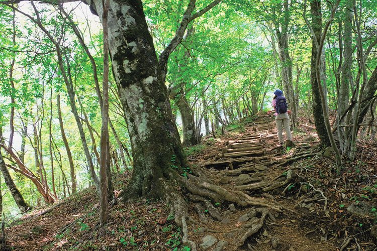 三頭山山頂手前の尾根道には大きなブナが多い。新緑の頃のブナは美しい。