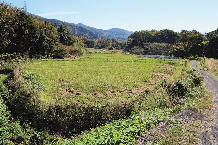 蓑毛にある棚田。「蓑毛里地里山保全地域を守る会」が中心となって保全をしている。