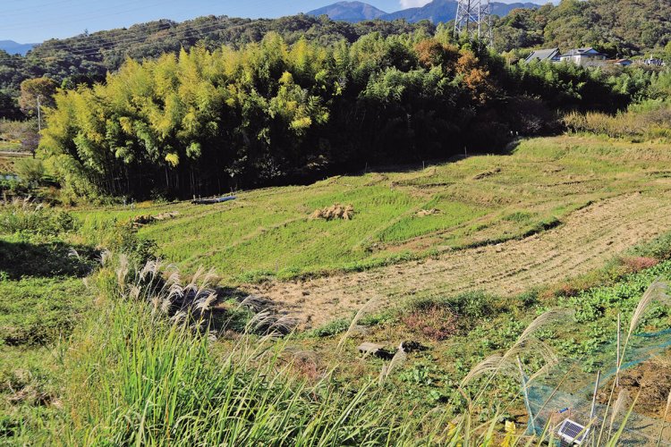 今は観光スポットでもある名古木の棚田。ちなみに「棚田百選」では選出外。耕作されずに荒れていたが、2003年からNPO法人「自然塾丹沢ドン会」が復元に取り組んでいる。