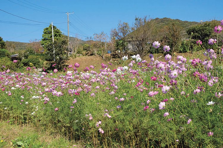 棚田手前の風景。