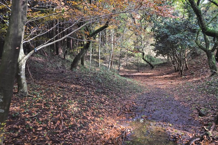 城の一番下部にある五の曲輪の空堀。