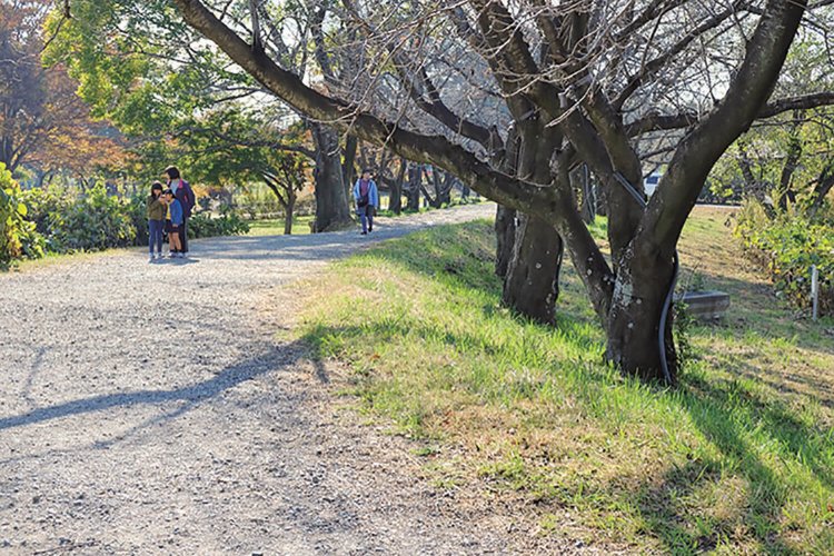 丸墓山古墳の足元に残る石田堤の痕跡。石田堤は石田三成が忍城を水攻めした際に築いた堤。