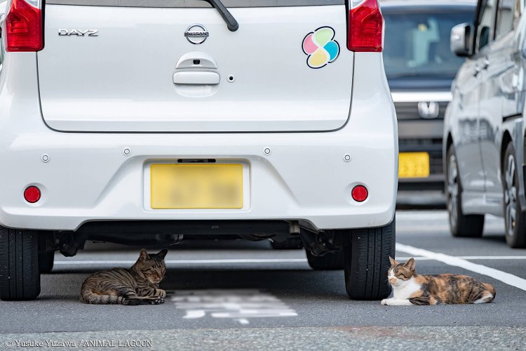 車の下に隠れている子を発見。