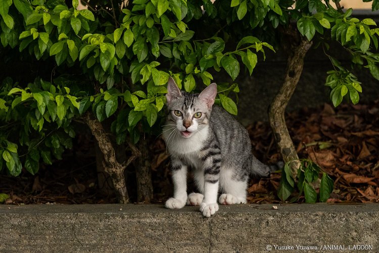 野良猫さんぽ・探し方編 ～マネするだけ！ エキスパート直伝、写真撮影のコツ～