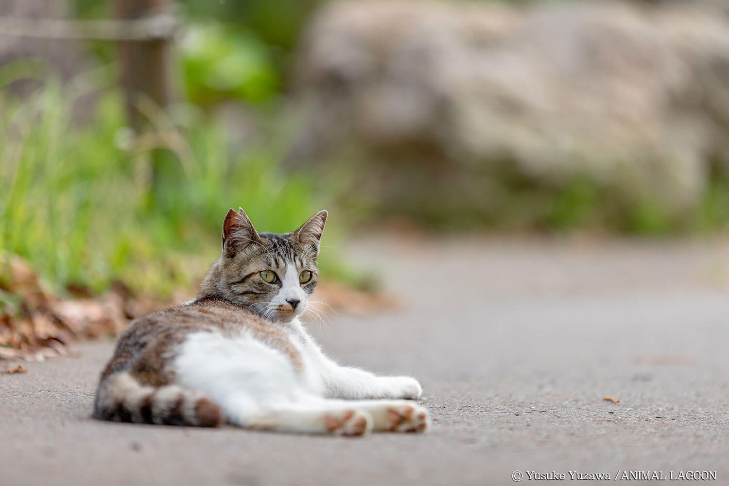 野良猫さんぽ 探し方編 マネするだけ エキスパート直伝 写真撮影のコツ さんたつ By 散歩の達人