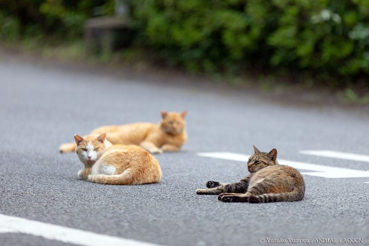 同じ場所でも野良猫のゴールデンタイムに行けば出会える事も。