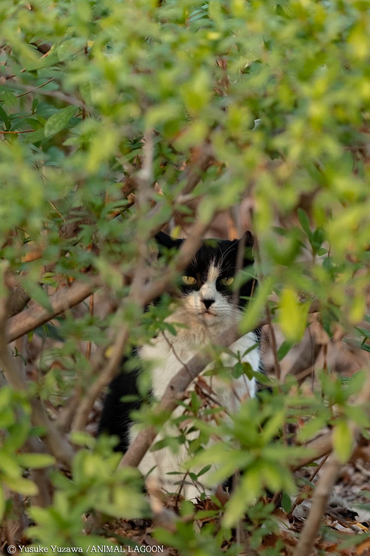 茂みの中に潜んでいました。