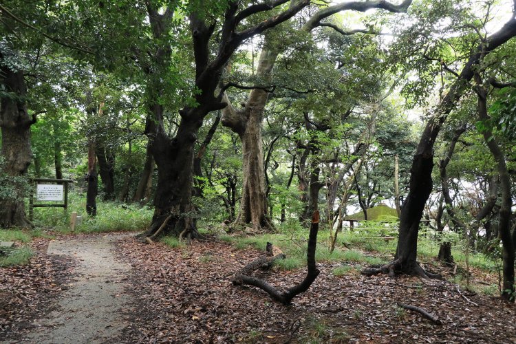 「焼米出土跡」の看板が立つ曲輪。