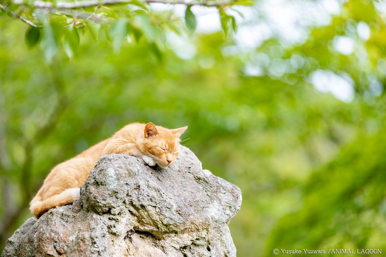 野良猫さんぽ・どう撮るか？ ～エキスパート直伝！ いぬねこ撮影のコツ　基本編～