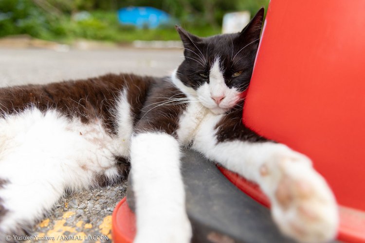 逃げもせずこちらを睨みつける猫。