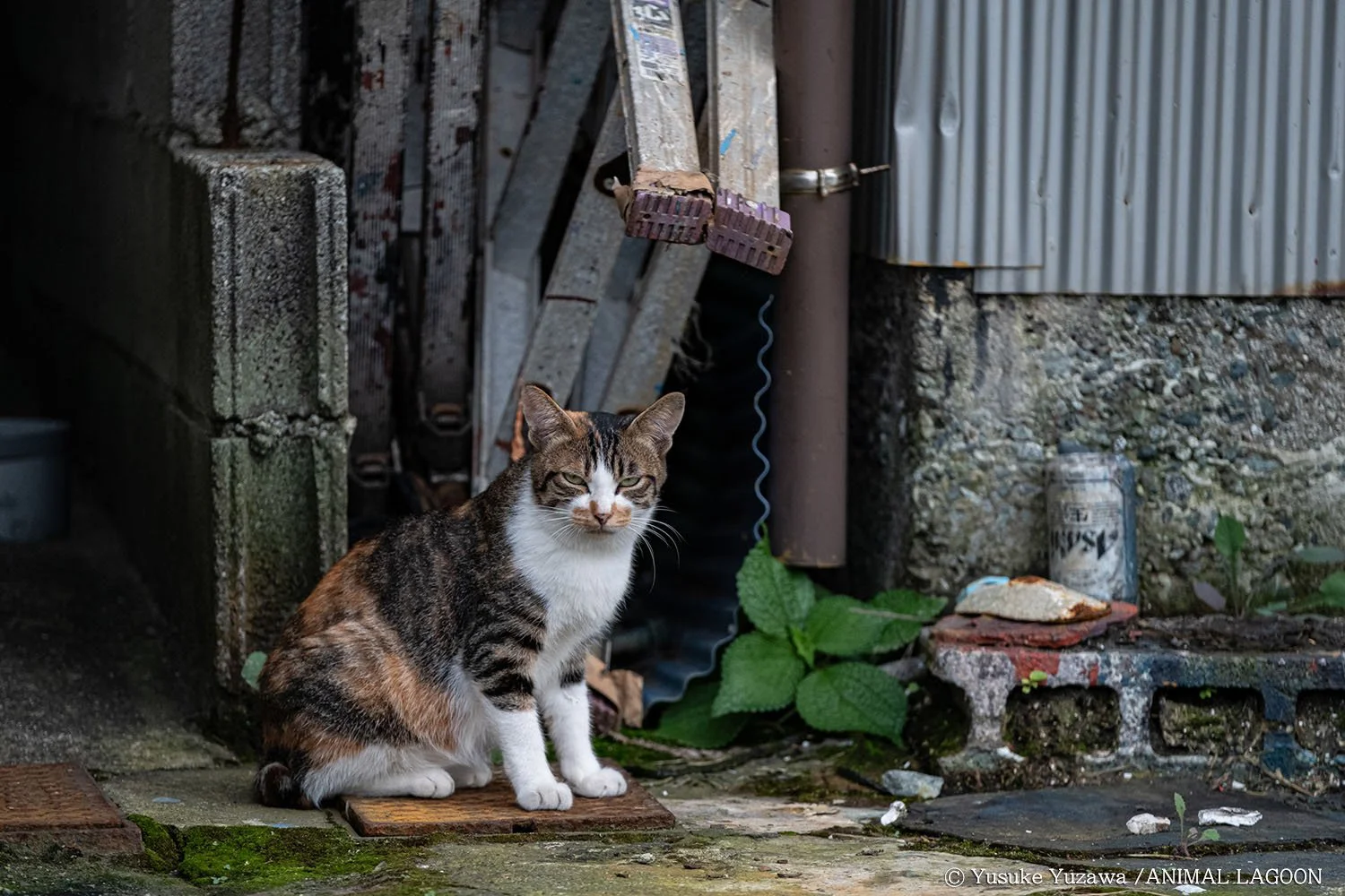 野良猫さんぽ どう撮るか エキスパート直伝 いぬねこ撮影のコツ 基本編 さんたつ By 散歩の達人