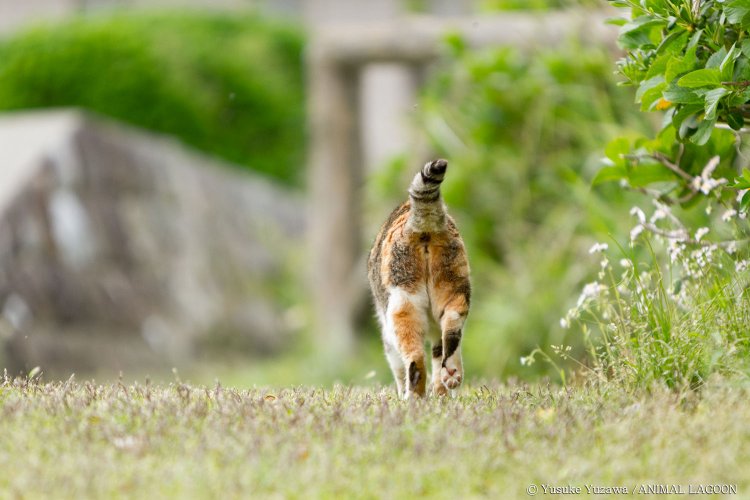 こちらを警戒して逃げてしまったらそれ以上は追わず後ろ姿を写しましょう。