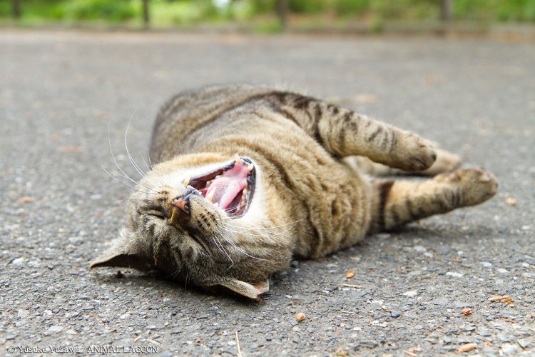 中には近づいてもリラックスした姿を見せてくれる子も。