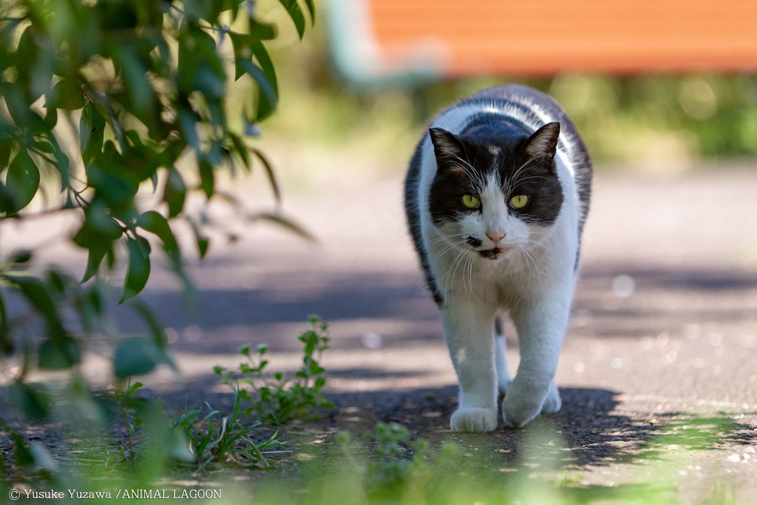 つく 野良猫 な