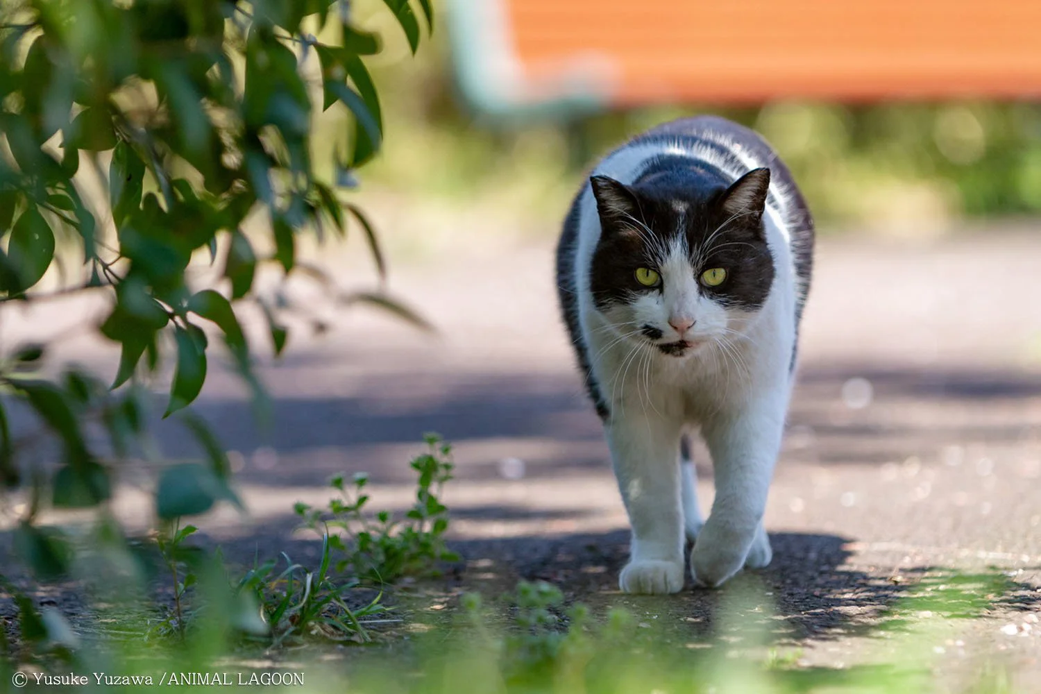 野良猫さんぽ どう撮るか エキスパート直伝 いぬねこ撮影のコツ 基本編 さんたつ By 散歩の達人