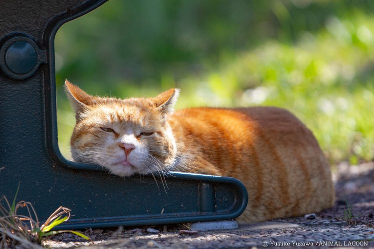 リラックスした猫。