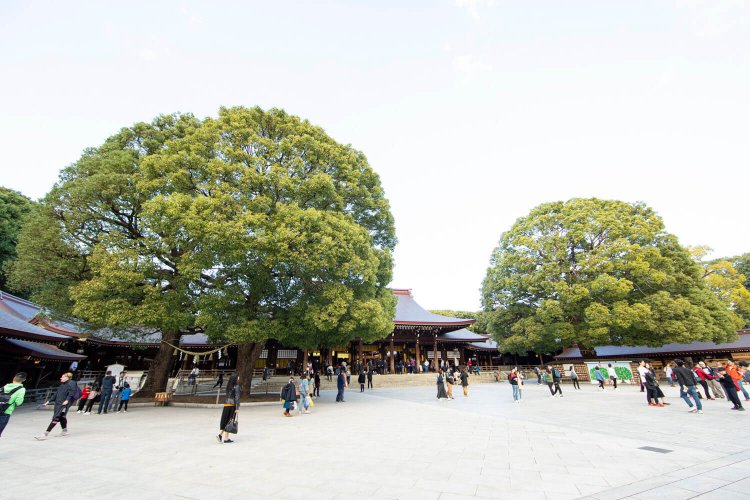 本殿前にある夫婦楠（左）。２本の 木がまるで１本のように見える。