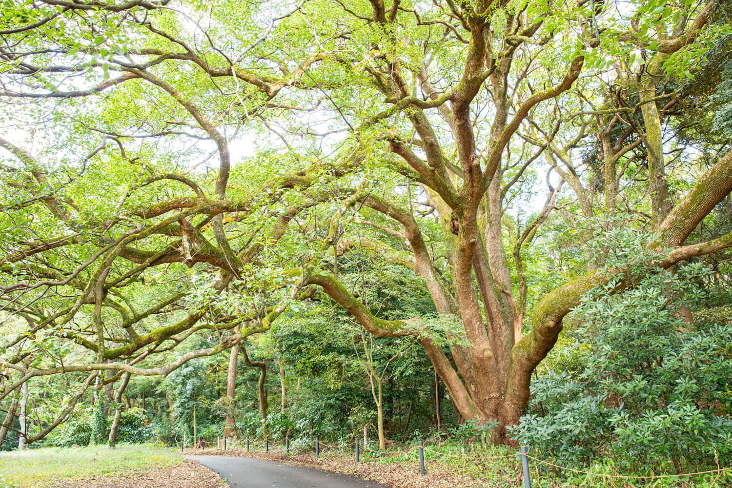西参道近くにある「たこ足の楠」。まるで生命体のようにうねうねと枝を伸ばしている。