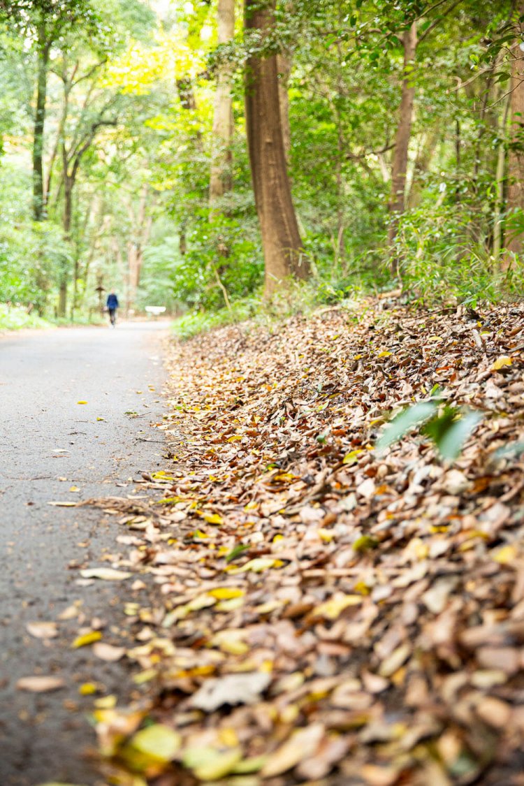 境内の植物はもちろん落ち葉も持ち出し禁止。この森だけで循環し命がつながれていく。