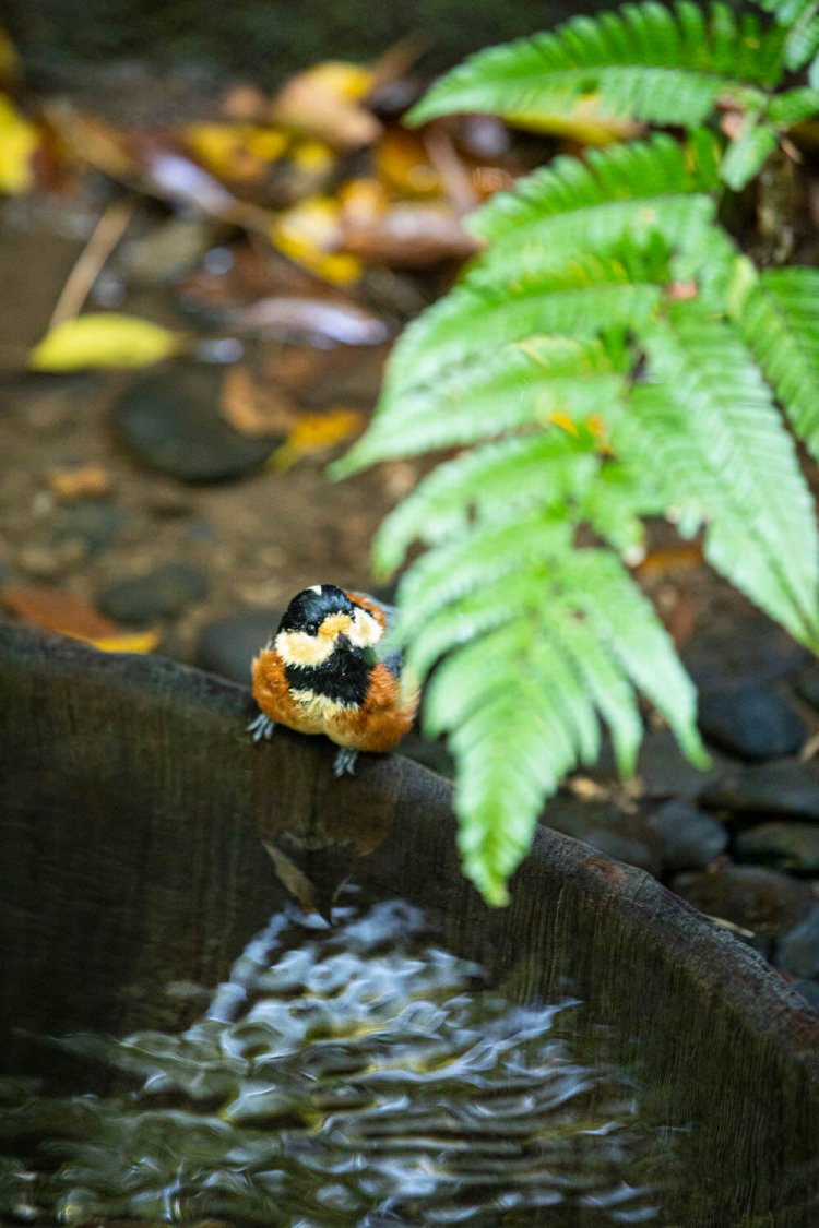 こんこんと水が湧き出る清正井。御苑内にある人気スポットで人通りが絶えないが、ひっそり野鳥がいることも。