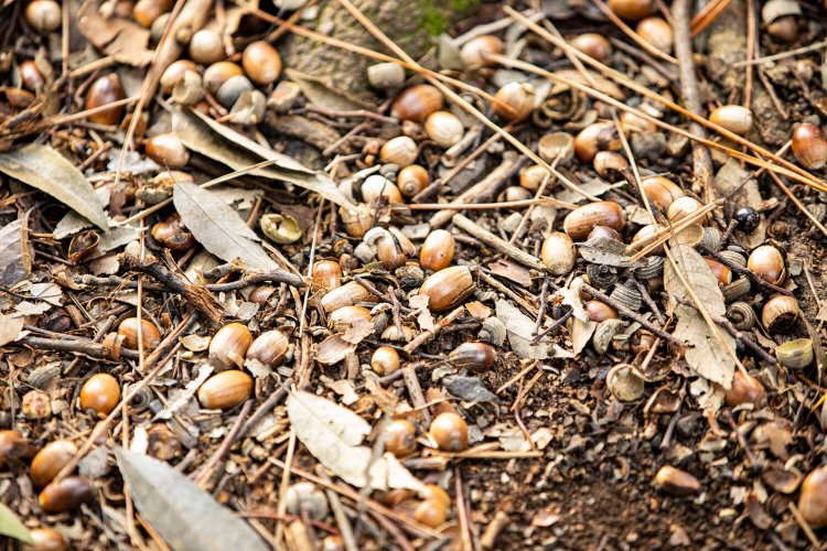 耳をすますとドングリが落ちる音が聞こえる。ここからまた新しい芽が出ていく。