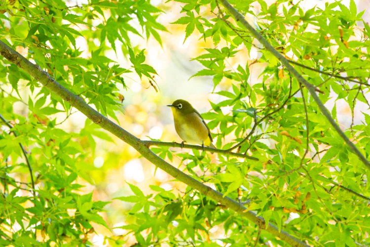 あちこちに野鳥が飛び交う。澄んだ鳴き声がにぎやかだ。