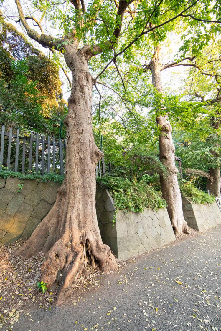 西の出口付近のモミ。創建前から100年以上を生きている。