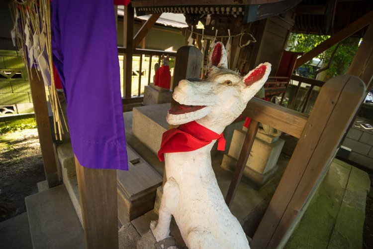 境内の稲荷社の白狐。