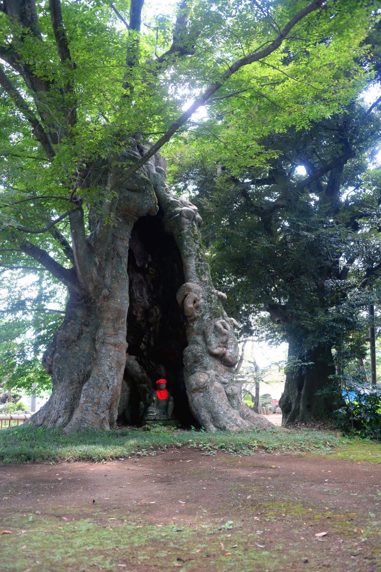 高源寺地蔵ケヤキ