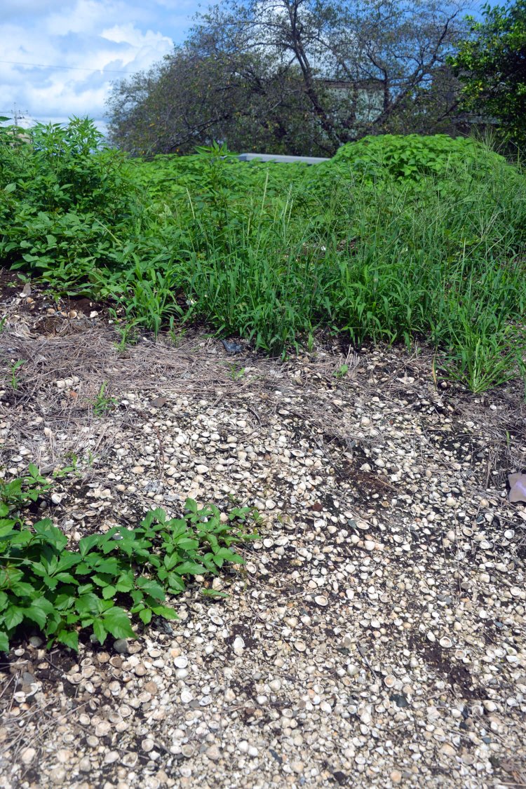 明治時代初めから学会に登場し、著名な考古学者たちが訪れてきた。