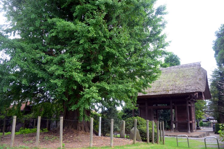 山門と観音堂の間に入ってそびえ立つ、高さ約19ｍの目隠しイチョウ。