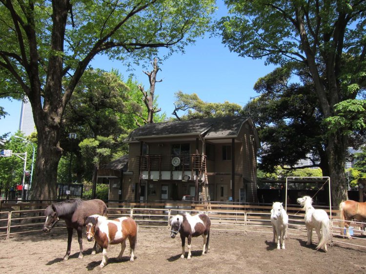 ポニー公園写真