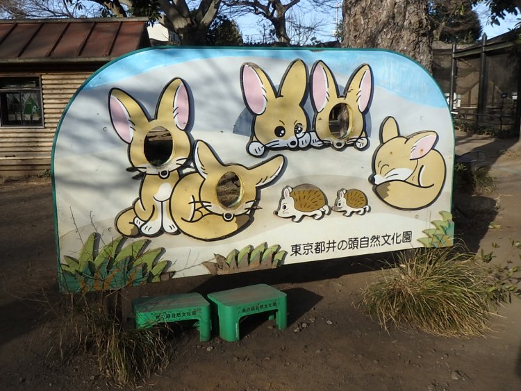 井の頭自然文化園のフェネック顔ハメ。顔の下に鼻が来るスタイル（2017年）