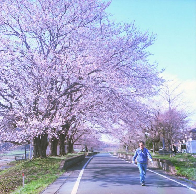 たしか2008年ごろに訪れた雨引駅跡。満開の桜が美しく、しばし息を飲んだ。6x6フォーマットカメラにて撮影。(カラーネガスキャン)  