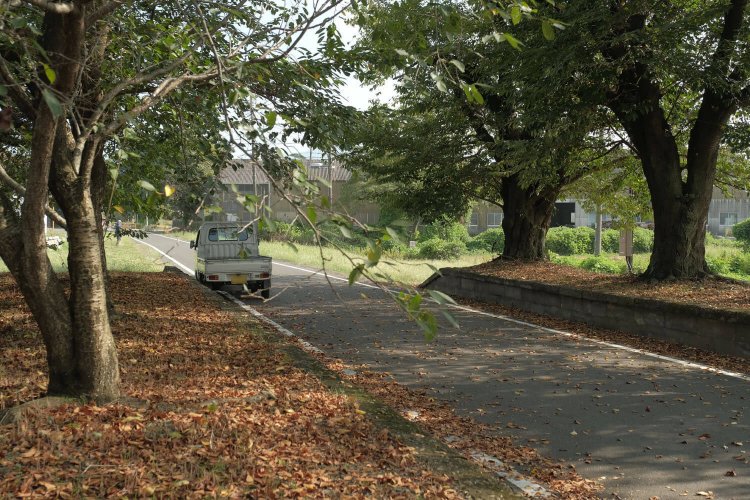 筑波鉄道のディーゼルカーと軽トラとでは比較にならないが、「車両」がホームに停まっている姿を見ると、廃駅が生き生きしてくるよう。