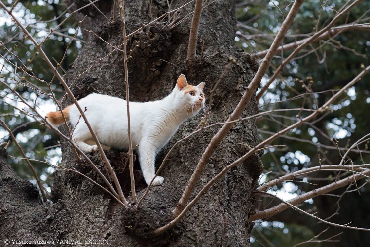 野良猫撮影 (3)