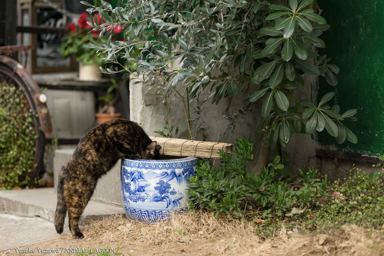 野良猫さんぽ・どう撮るか？ ～エキスパート直伝！ 野良猫らしいしぐさの撮り方編～