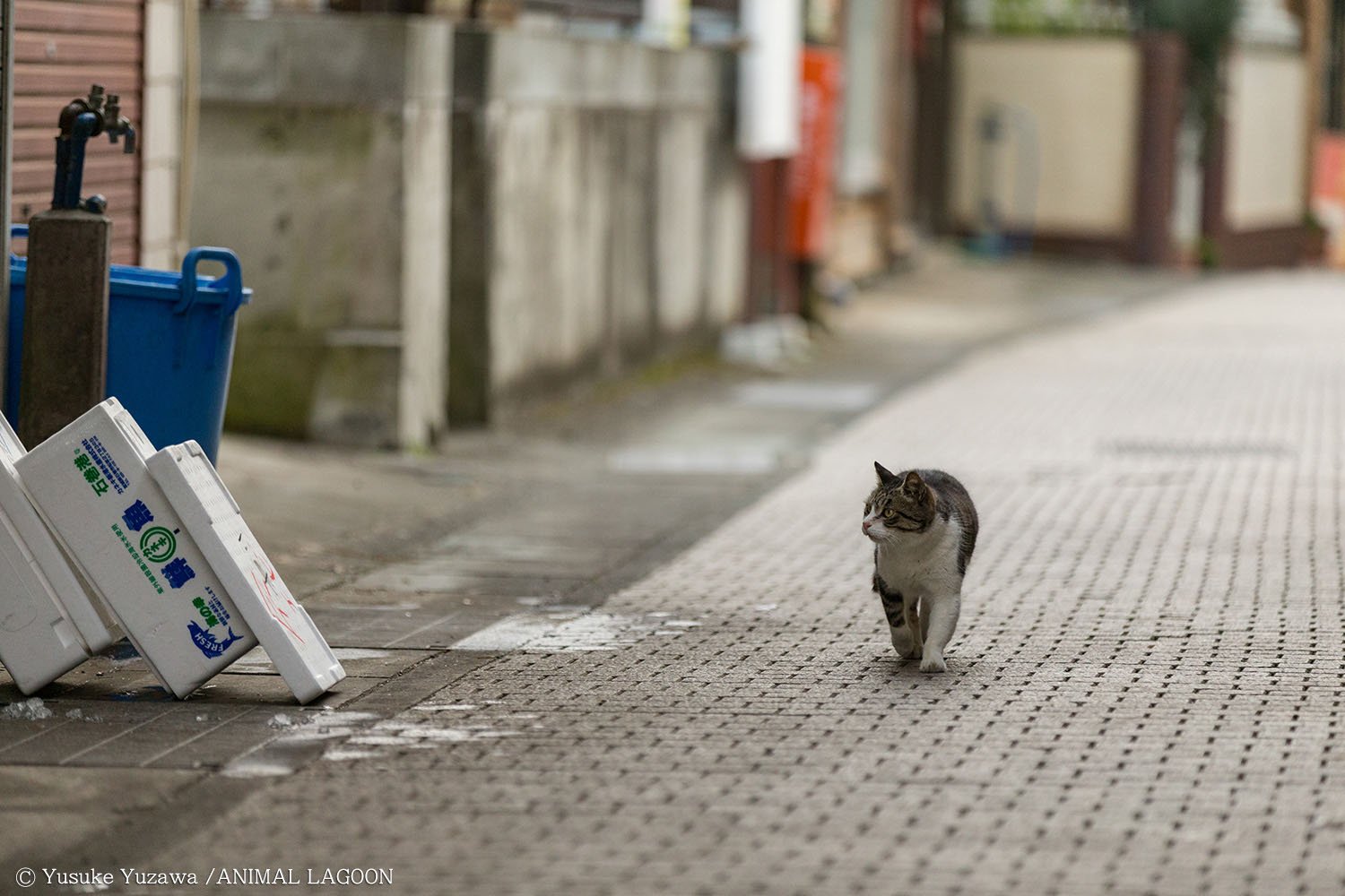魚屋の前を歩く野良猫。