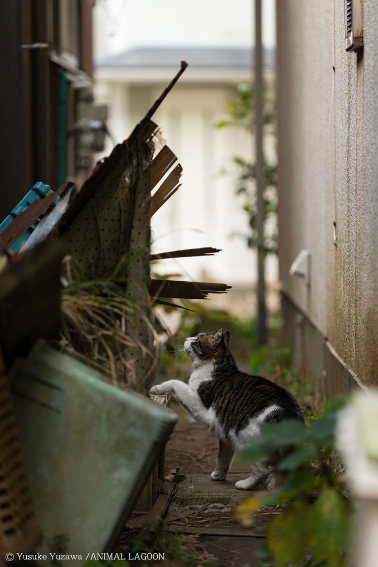 家と家の間の細い路地。この小汚さが美しい。