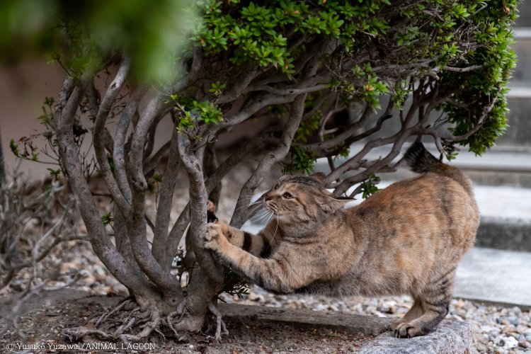 野良猫撮影 (7)