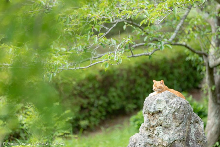 望遠レンズで遠くから撮ると前ボケが入れやすい。