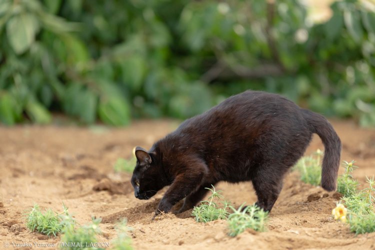 野良猫撮影 (10)