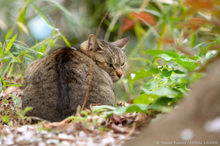 こちらに気付き、睨みつける猫さん。この表情がたまりません。